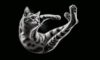 Cats Always Land on Their Feet: The Science Behind It