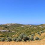 Olive Heritage: Explore Alentejo’s Rich Olive Route