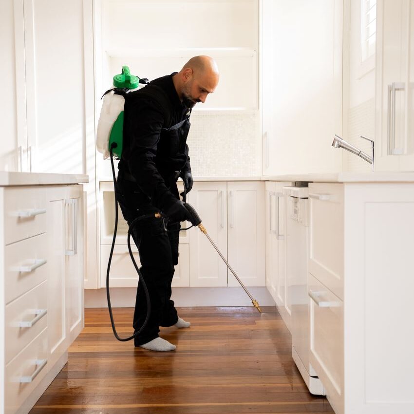 DIY Pest Control: The Superiority of Professional Solutions