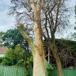 Spotted Gum Tree Lightning Strike: Insights from Adamstown Heights
