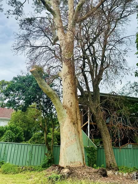 Spotted Gum Tree Lightning Strike: Insights from Adamstown Heights