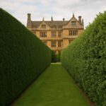 Hedge Trimming Techniques for Stoke-Sub-Hamdon Gardens