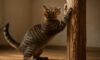 Effective Scratching Post Tips for Training Cats
