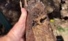 Clay Soil’s Impact on Caboolture Pipes Uncovered