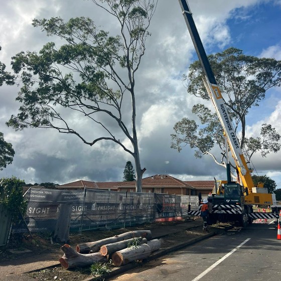 Branches on the ground after tree removal