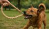 Hemp Leashes for Dogs: Strong and Durable Choices Today