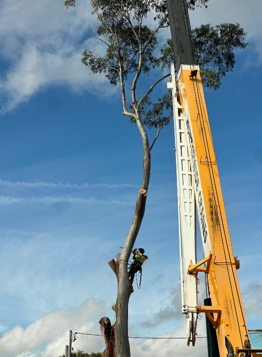 Progress midway through the tree removal